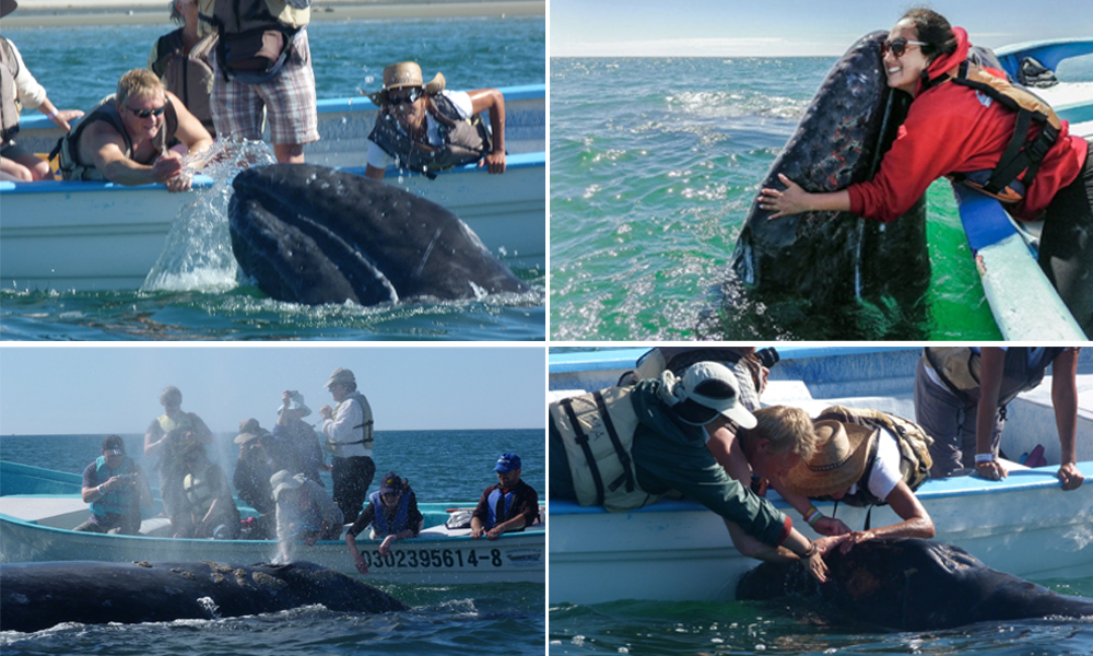 Whale_Retreat Whale_RetreatL