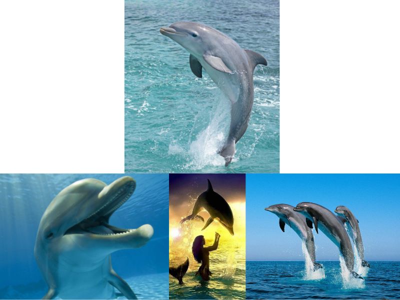 Dolphin