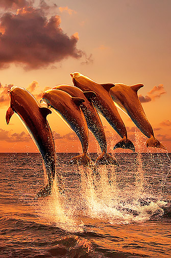 Dolphins-Leaping-AdobeStock_69192271-C