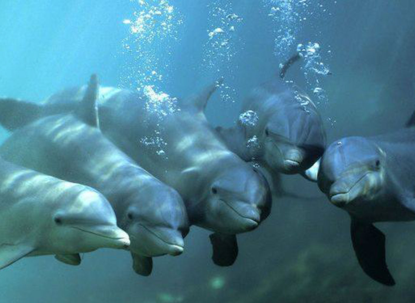 WHALE-and-Dolphin-Energy-Medicine